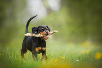 Картинка животные собаки щенок палка собака боке ротвейлер