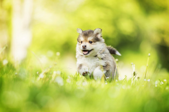 Картинка животные собаки трава прогулка щенок