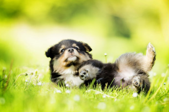 Картинка животные собаки трава щенок прогулка