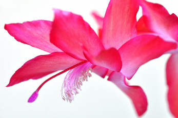 Картинка цветы кактусы цветок экзотика лепестки