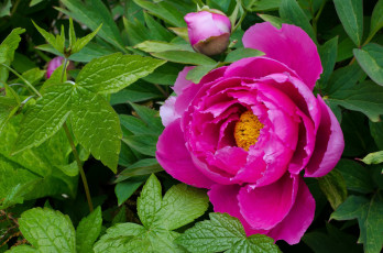 Картинка цветы пионы пион розовый макро