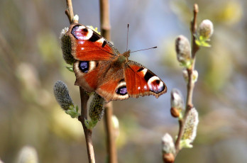 Картинка животные бабочки +мотыльки +моли цветок крылья бабочка