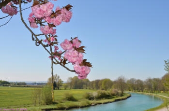 Картинка цветы сакура +вишня река