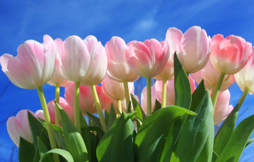 Картинка цветы тюльпаны бутоны нежность небо