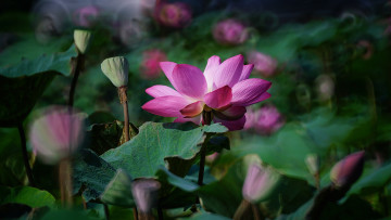 Картинка цветы лотосы лотос красиво лепестки листок боке