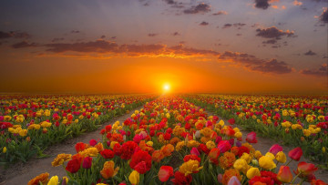Картинка цветы тюльпаны закат