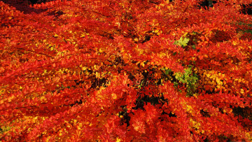 Картинка природа листья осень багрянец