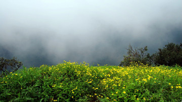 Картинка природа луга цветы туман