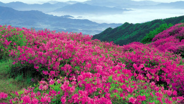 Картинка природа луга горы цветы луг