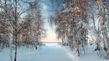 Картинка природа зима березы снег дорога