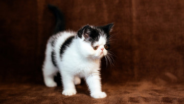 Картинка животные коты коричневый перс котенок фон мордочка экстремал кошка