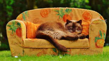 Картинка животные коты кот трава лето спит уютно сад сиеста сиамская пушистая поза диван кошка
