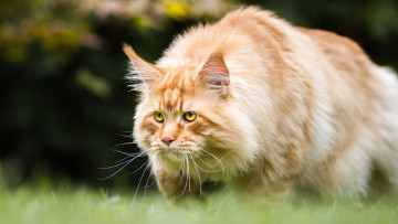Картинка животные коты кот трава мощный рыжий красавец природа фон идет желтоглазый мейн-кун взгляд кошка