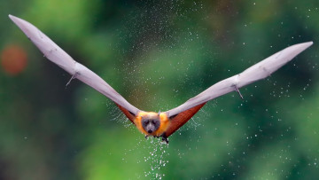 Картинка животные летучие+мыши лиса крылья брызги капли летучая лисица вода