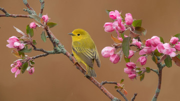Картинка животные птицы птица цветение яблоня весна цветки фон ветки