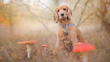 Картинка животные собаки грибы осень мухоморы грусть поисковик грибник пёсик щенок природа собака лес