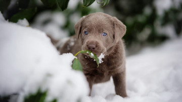 Картинка животные собаки мордочка снег маленький коричневый зима листья милый собака щенок
