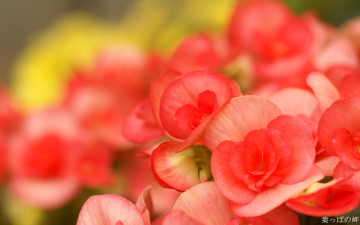 Картинка цветы розовые соцветие