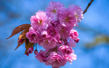Картинка цветы сакура +вишня лепестки веточка голубой фон цветение свет