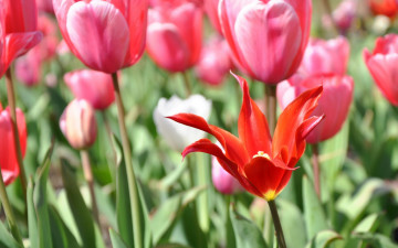 Картинка цветы тюльпаны поле красный розовые