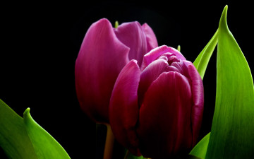 Картинка цветы тюльпаны розовые листья