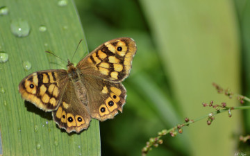 Картинка животные бабочки +мотыльки +моли природа бабочка макро
