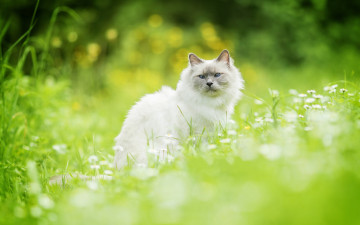 Картинка животные коты боке кот трава кошка