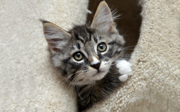 Картинка животные коты домик полосатый выглядывает котенок мех норка мордочка милый серый портрет кошка