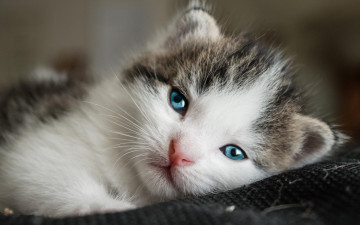 Картинка животные коты глаза взгляд мордочка портрет маленький голубоглазый кошка лежит котенок милый