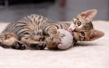 Картинка животные коты игрушка полосатый котенок кошка игра лежит серый играет коврик язык