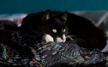 Картинка животные коты карта кот зеленоглазый одеяло выразительный морда фон лежит постель комната кошка надписи взгляд портрет