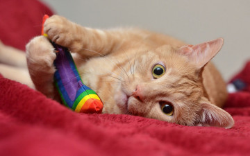 Картинка животные коты кошка взгляд игрушка игра рыжий морда ткань кот