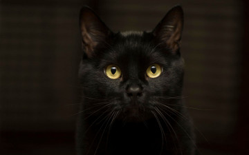 Картинка животные коты кот эффектный глаза черный темнота желтоглазый кошка взгляд фон