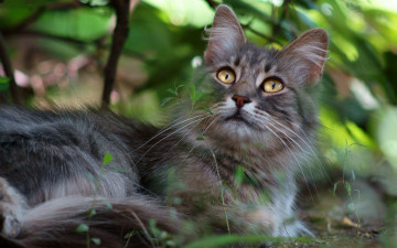 Картинка животные коты кот глаза мордочка фон серый желтоглазый зеленый лежит взгляд кошка