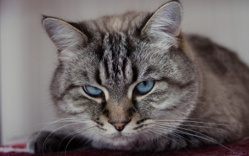 Картинка животные коты кот кошка взгляд портрет