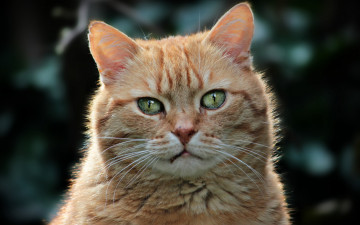 Картинка животные коты кот морда портрет кошка фон рыжий зеленоглазый