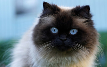 Картинка животные коты кот пушистая красавица крупный план мордочка большие голубой фон голубые глаза сиамская кошка портрет