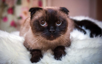 Картинка животные коты кот сиамская глаза кошка портрет взгляд лежит мех мордочка вислоухая