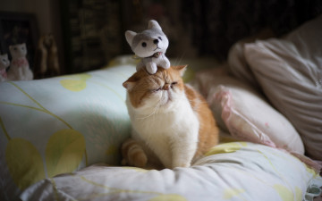 Картинка животные коты кот забавно юмор мордочка подушки экстремал перс смешной постель комната игрушка кошка