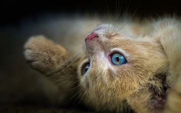 Картинка животные коты котенок фон кошка голубоглазый лежит лапа рыжий крупный план мордочка поза