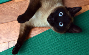 Картинка животные коты коврик кот глаза взгляд зеленый поза кошка лежит пол сиамская лапа голубые