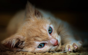 Картинка животные коты крупный план поза лежит голубоглазый кошка фон котенок рыжий мордочка лапа