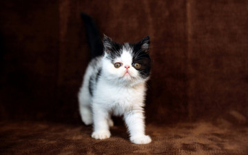 Картинка животные коты маленький мордочка милый экстремал перс котенок коричневый фон несмышленый взгляд кошка