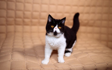 Картинка животные коты матрас желтые маленький мордочка милый экстремал перс котенок черно-белый фон кошка глазки клетки взгляд бежевый