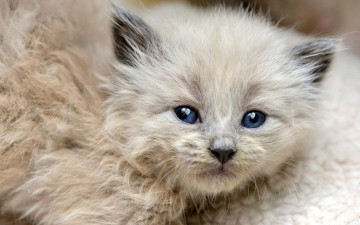 Картинка животные коты мордочка милый шерсть кошка котенок взгляд маленький пушистый растерянный