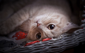 Картинка животные коты персиковый милашка глаза кот лежит котенок морда кошка взгляд