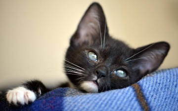 Картинка животные коты плед кошка фон лежит голубоглазый портрет мордочка котенок милый маленький черный