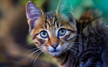 Картинка животные коты портрет мордочка котенок глаза взгляд кошка фон кот полосатый выражение