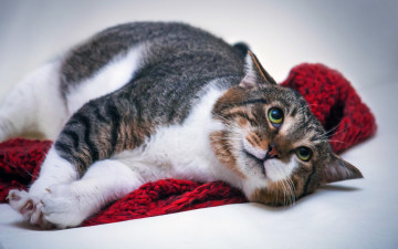 Картинка животные коты поза пятнистый лежит кошка выражение фон морда эмоции шарф кот