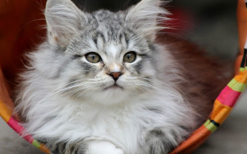 Картинка животные коты серый мордочка котенок взгляд